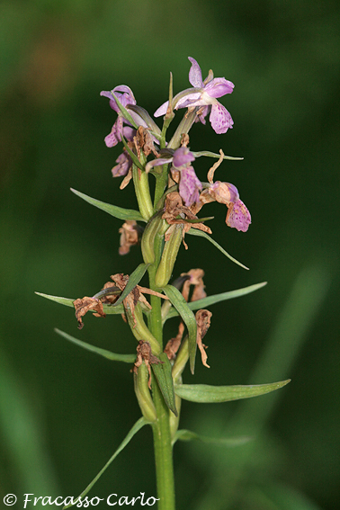 Identificare Orchidea: D. saccifera in Molise?